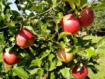 Nordiskt gästabud i Pargas